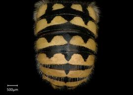   Anthidium paroselae nbsp;male abdomen, photo: Jeni Sidwell 
